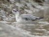 Grey Phalarope at Two Tree Island (West) (Steve Arlow) (158917 bytes) Grey Phalarope at Two Tree Island (West) (Steve Arlow) (158917 bytes)